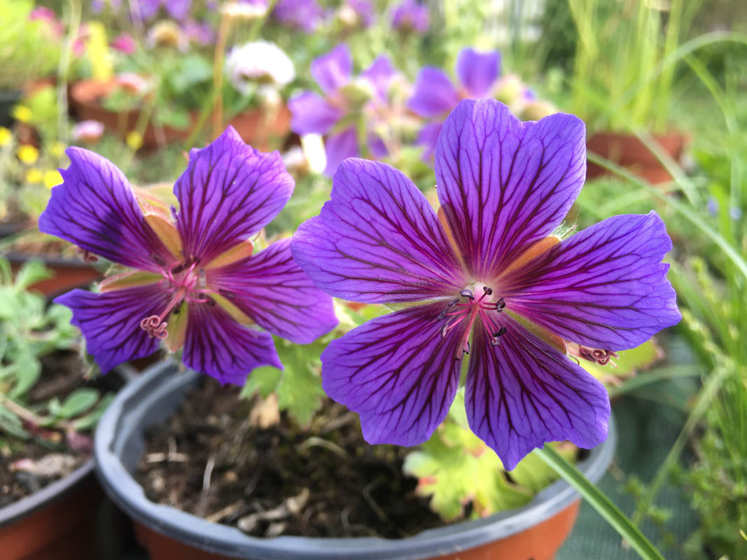 Geranium renardii 'Philippe Vapelle'